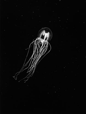 Jellyfish | Camille Solyagua Photography